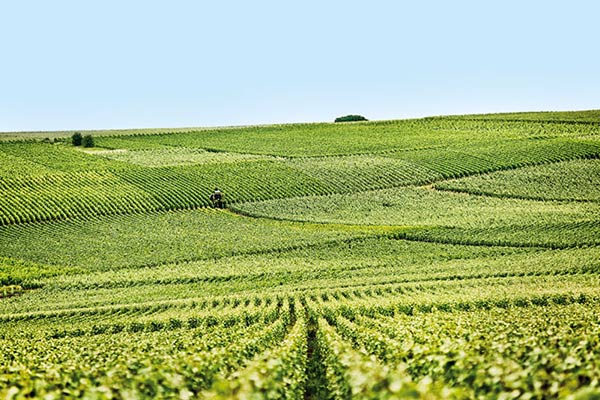 Le vignoble de la Vallée de la Marne